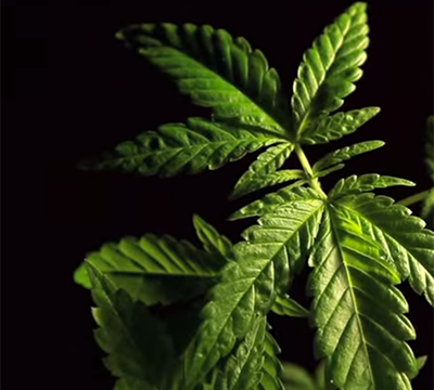 CAMH releases new Cannabis Policy Framework