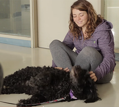 Dog therapy at CAMH