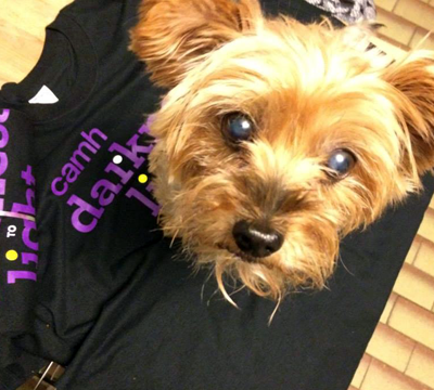 Gogie the Yorkie's getting into the spirit for Darkness to Light