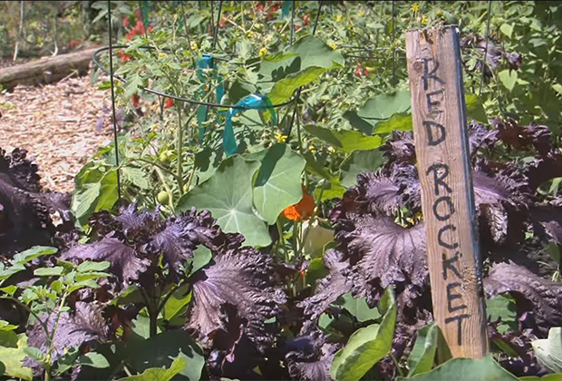 The Sunshine Garden.