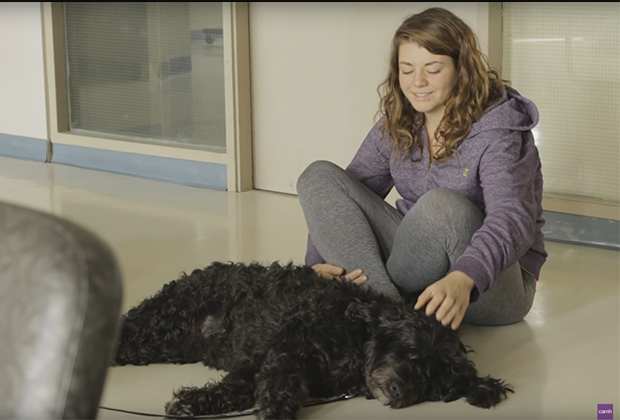 Dog therapy
