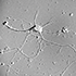 Neurons and dendrites