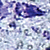 Stress and neurons