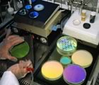 colourful petrie dishes in lab