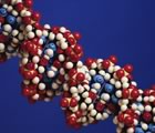 Molecular model chain 