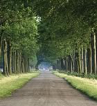 Road through grove of trees