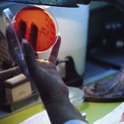 Researcher holds petri dish